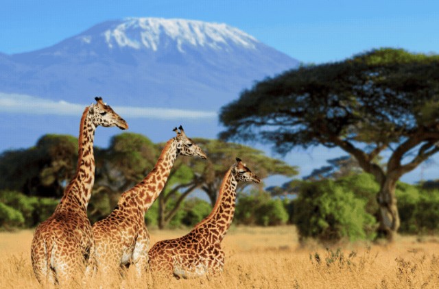 Experience Kenya: Safari & Beach