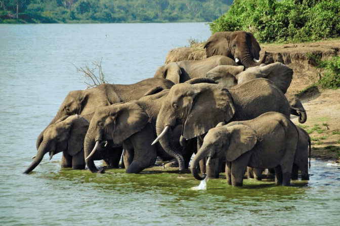 Uganda Adventure
