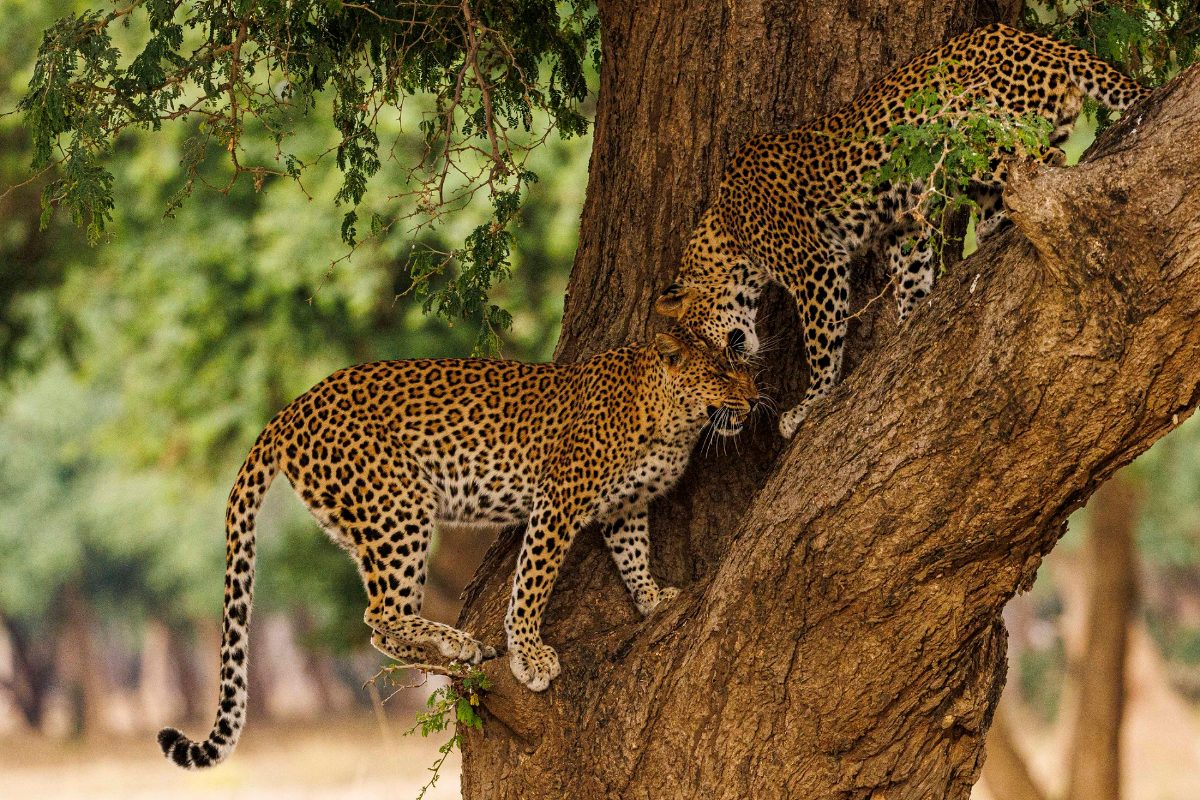 Experience Zambia's Wild Heart: Rivers, Plains & Legendary Predators Safari