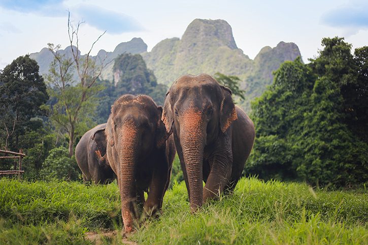 Ethical Elephant & Beach Experience in Thailand