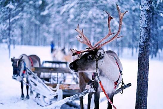 Saariselkä Winter Wonderland Escape | Holiday Club Apartments