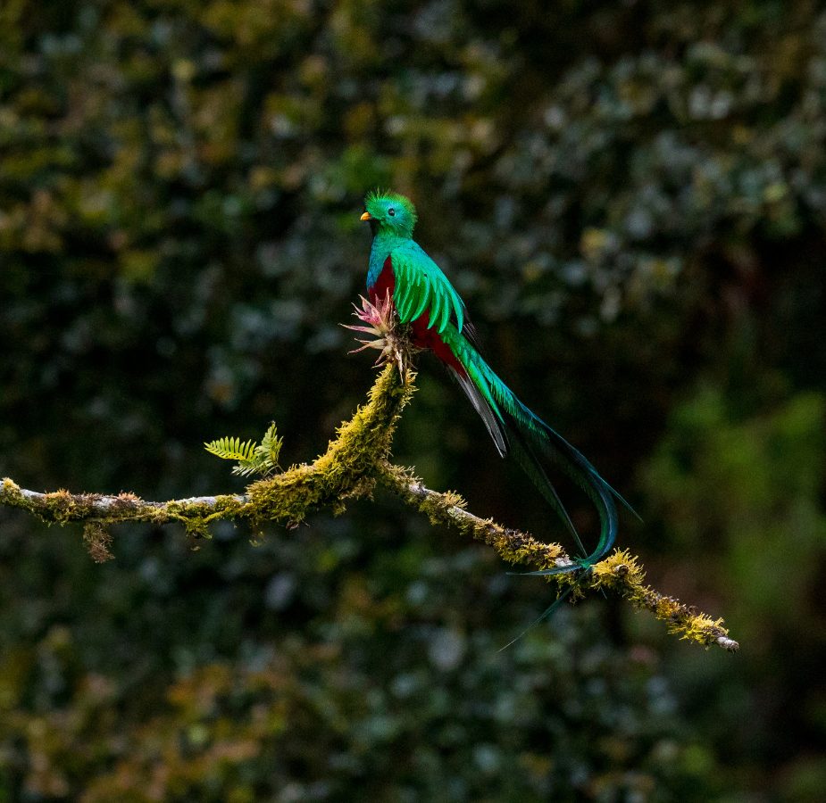 Discover Costa Rica: 12-Day Quest from the UK, Including Flights & Adventures!