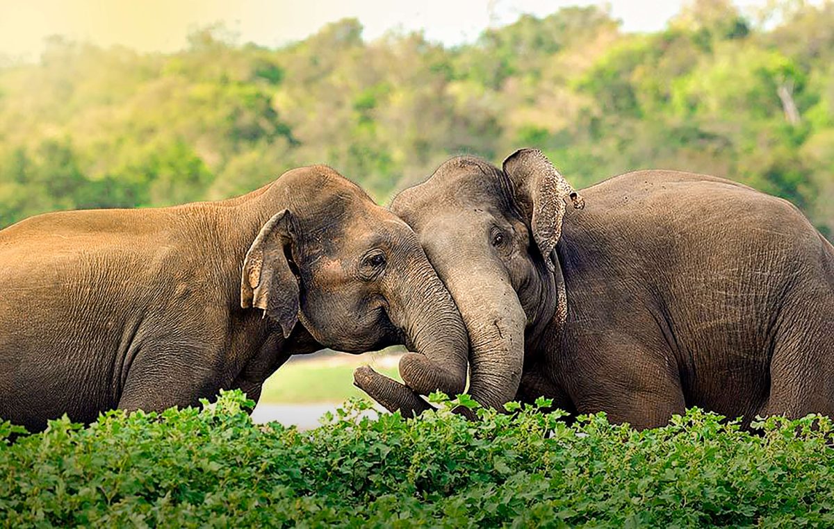 Unforgettable Sri Lanka: 11-Day Family Safari & Beach Holiday