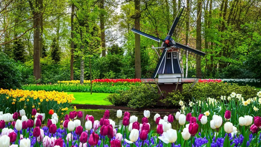 Discover Belgium & The Netherlands: Bruges, Amsterdam & Dutch Bulbfields River Cruise