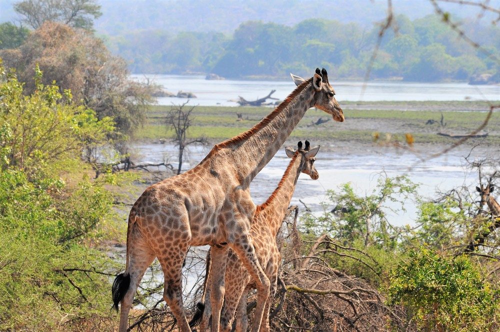 Experience Classic Malawi: A Tailor-Made Adventure