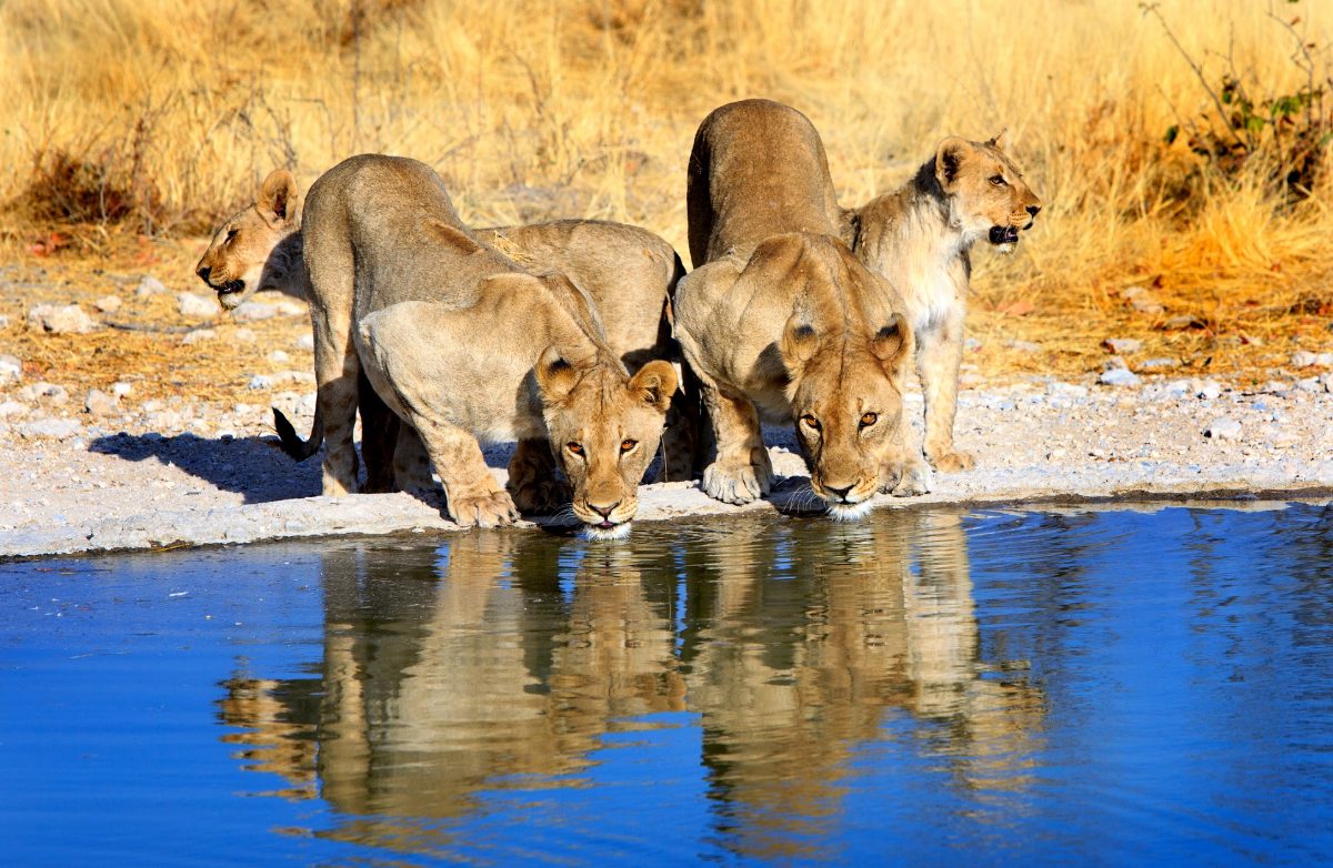 Namibian Deserts, Dunes & Safari with Victoria Falls