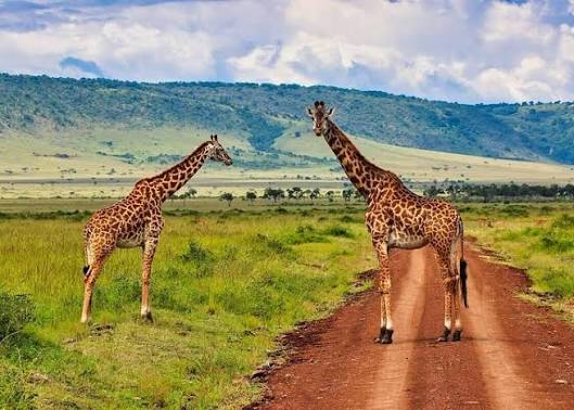 Best of Africa: Cape Town, Victoria Falls & Masai Mara Safari